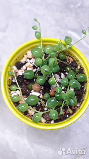 Суккуленты 2