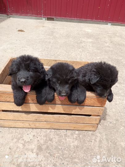 Щенки немецкой овчарки