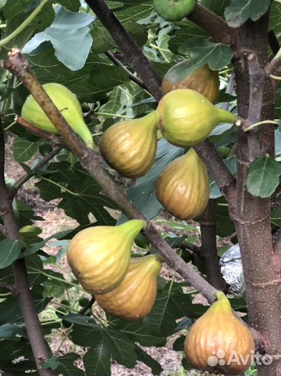 Саженцы и черенки инжира гибрид кадоты