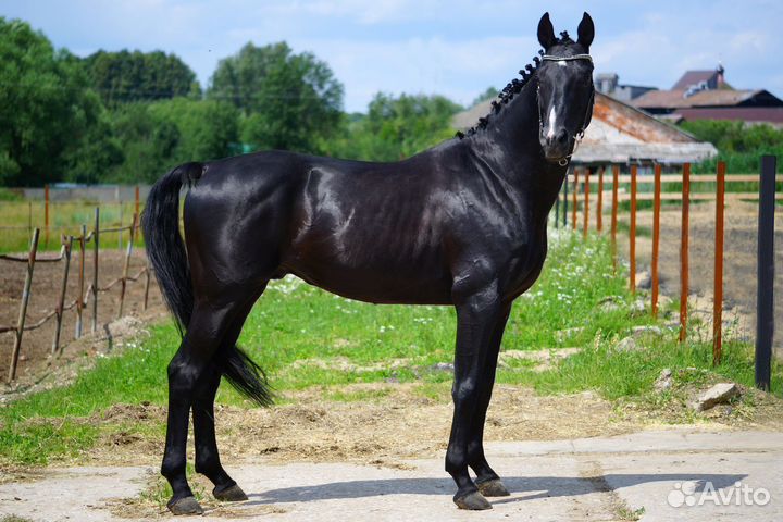 Жеребец на случку