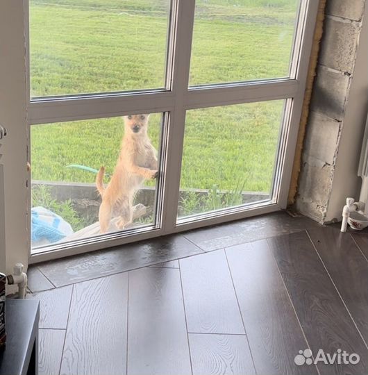 Собаки потеряшки