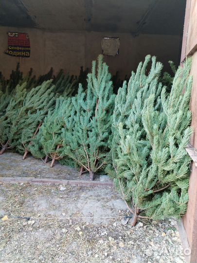 Сосна новогодняя живая