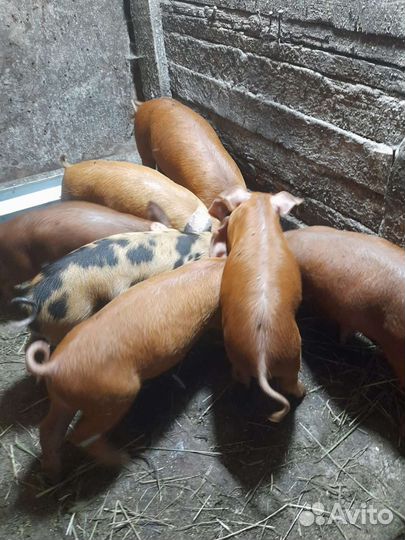Поросята