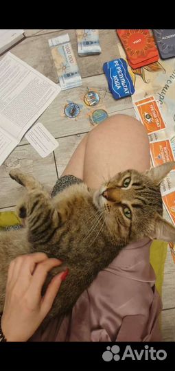 Молодой котик