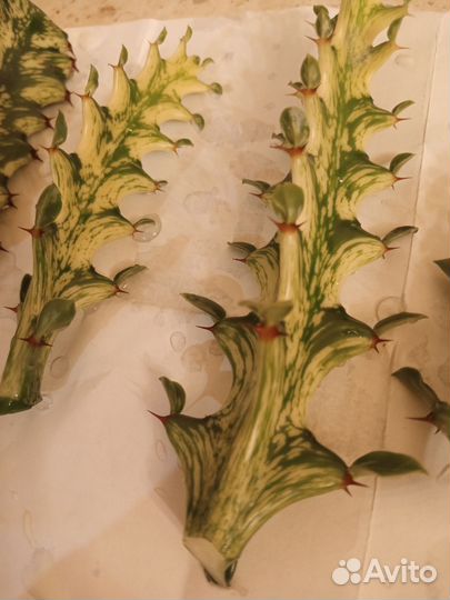 Молочай вариегатный