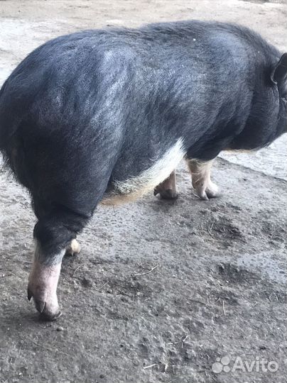 Хряк услуги на племя Вьетнамской породы