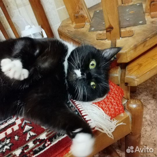 Кошка Маркиза
