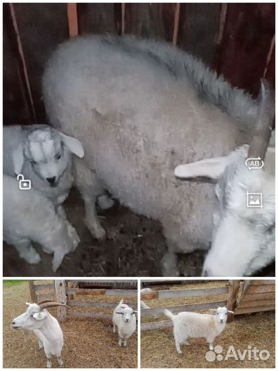 Ангорские козы, баран меринос