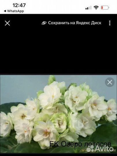 Фиалки детки