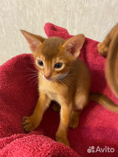 Абиссинская