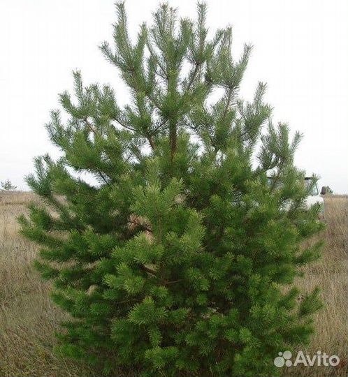 Сосна обыкновенная с доставкой