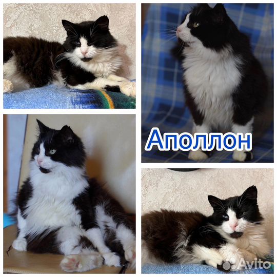 Котик в Добрые ручки