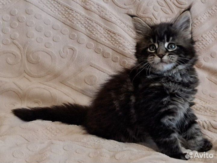 Котята мейн-кун