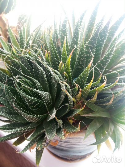 Домашние растения