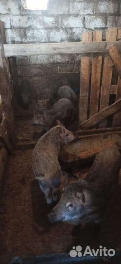 Поросята мангалы 2 месяца