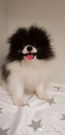 Щенки шпица