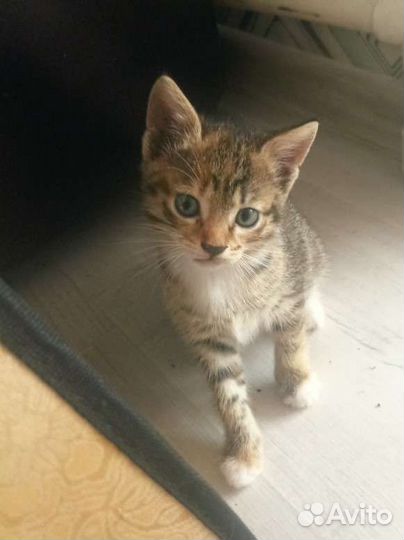 Котята домашние