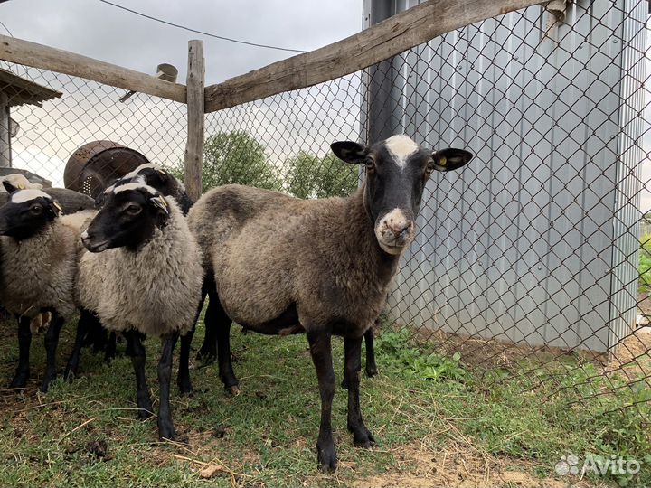 Овцы романовской породы