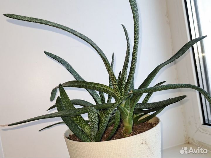 Гастерия косая (Gasteria abliqua)