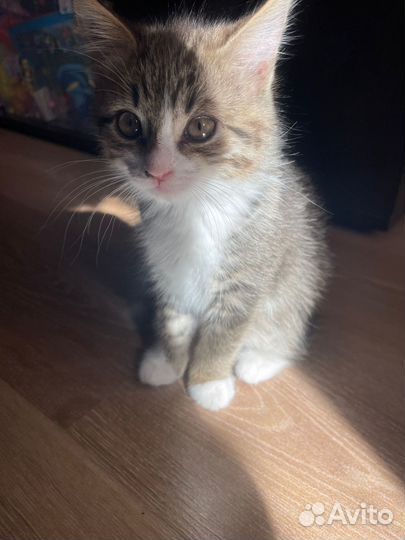 Кошка