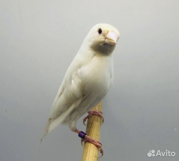 Амадина гульда