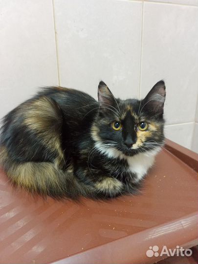 Котенок Мэгги