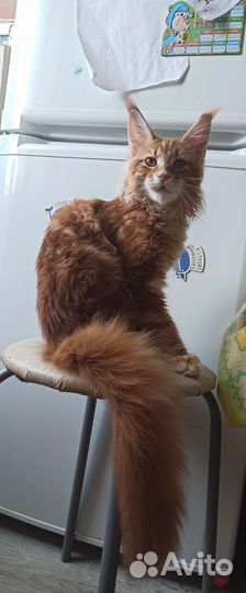 Мейн-кун котенок