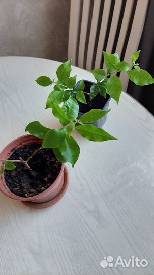 Бугенвиллия