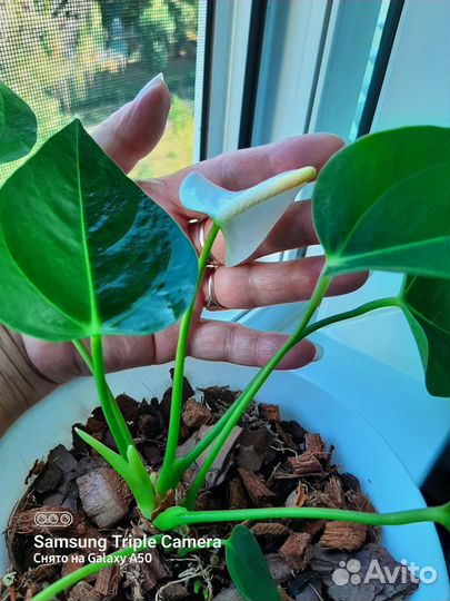 Цветы комнатные