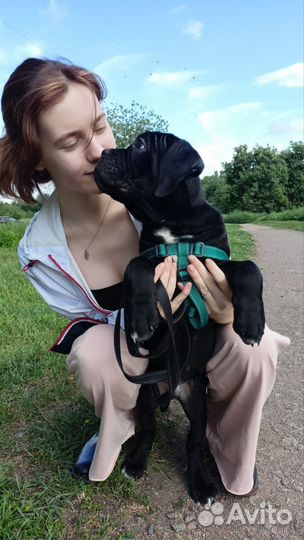 Щенки Кане Корсо