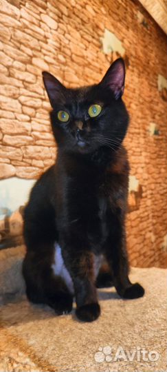 Стерилизованная ласкуша ищет дом