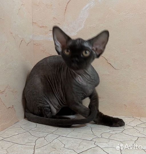 Девочка ушастик