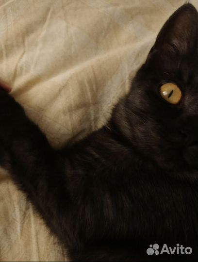 Кошка в дар бесплатно