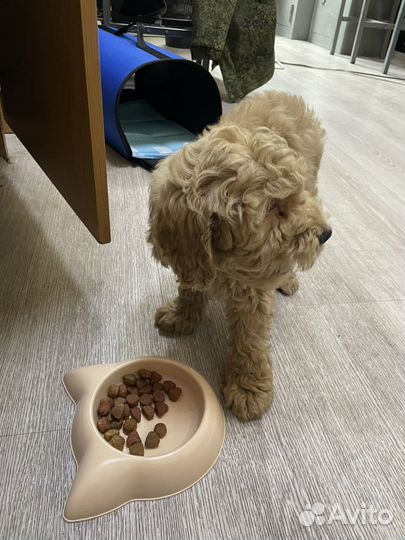 Собака мультипу