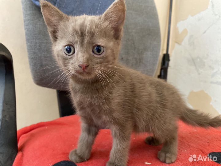 Котята