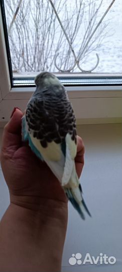 Волнистый попугай ввп чех