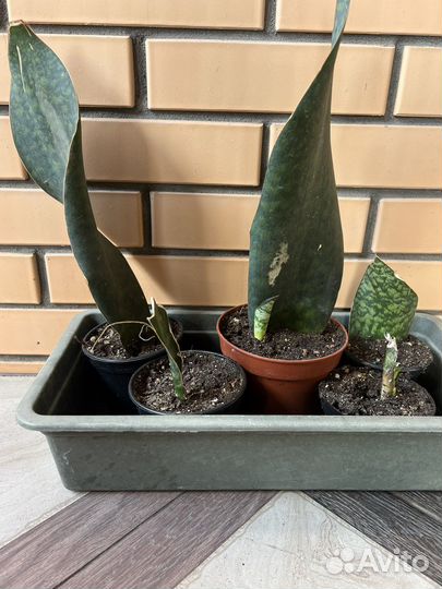 Сансевиерия