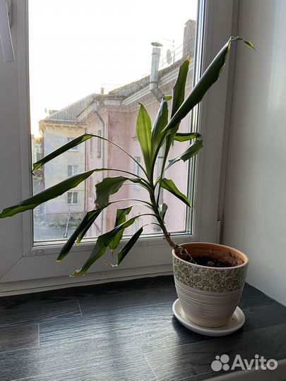 Пальма юкка