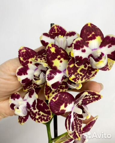 Орхидея фаленопсис бантик