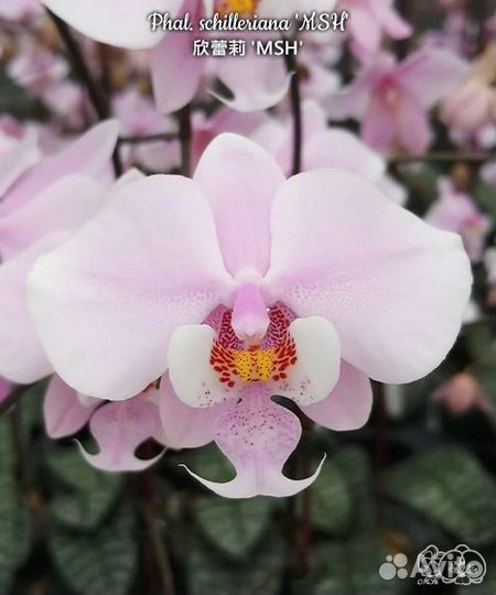 Орхидея фаленопсис