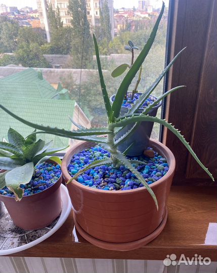 Алоэ столетник