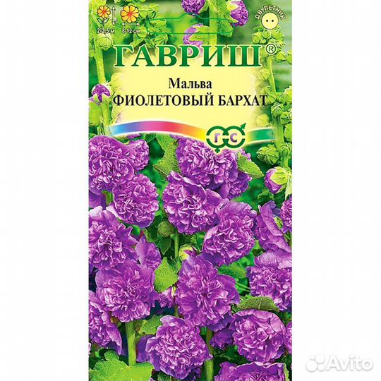 Мальва Фиолетовый бархат