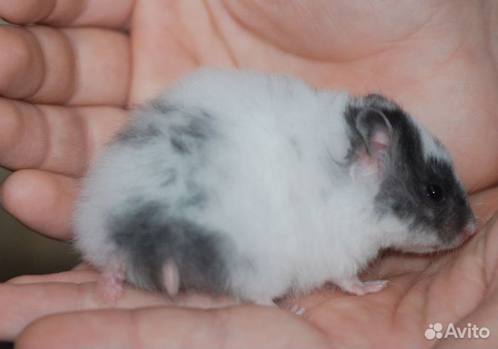 Ангорские длинношерстные сатиновые хомячки