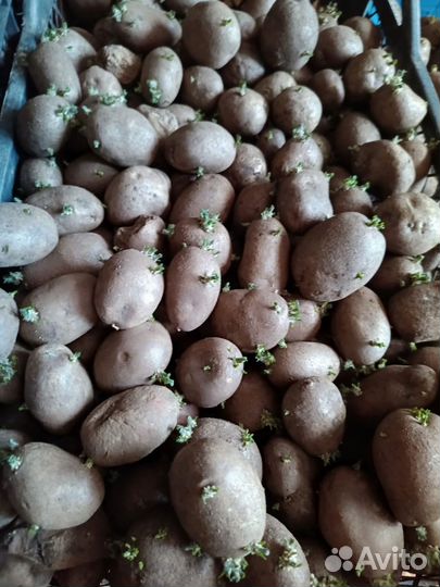 Семенной картофель