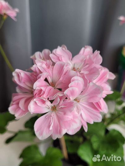 Пеларгония герань сортовая Saga