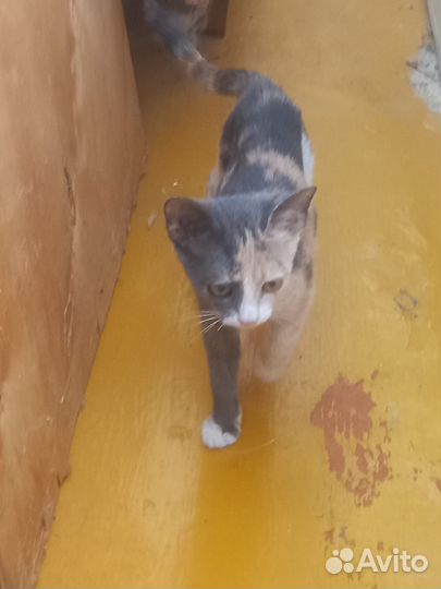 Кошечка принесёт счастье трёхцветная