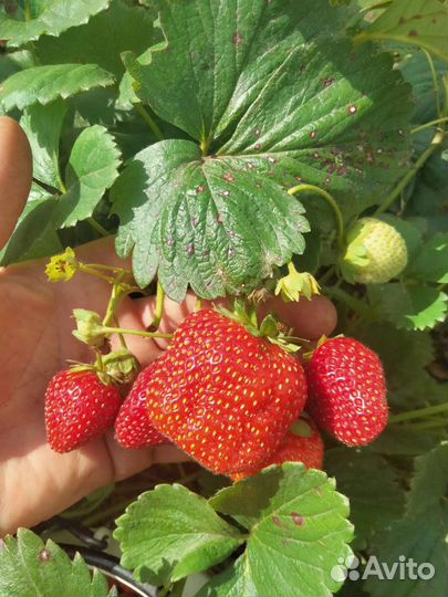 Клубника садовая,ремонтантная рассада