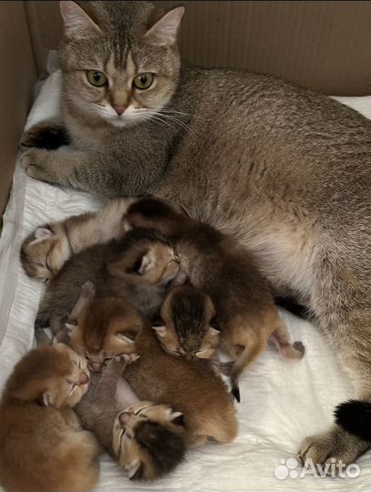 Шотландские котята