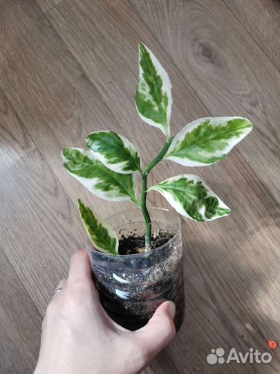 Педилантус