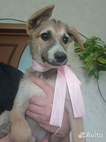 Малышка щенок в добрые руки